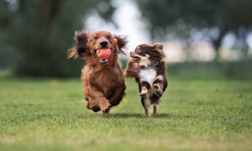 dogs running outdoors